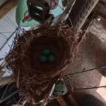 Insta360 X5 nest / featured still